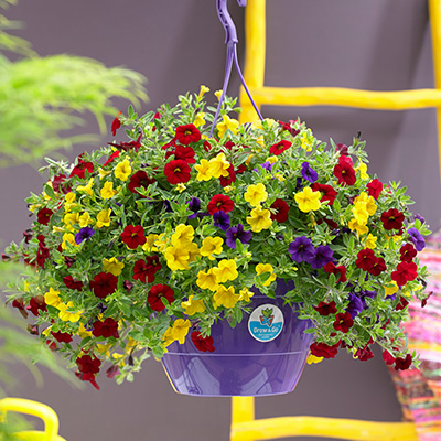 mini-hangpetunia 3-in-1 (Calibrachoa-parviflora-Cabaret®-MixMasters®-Tropicana)