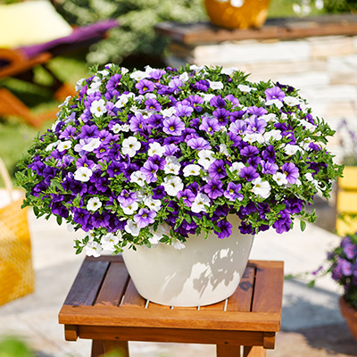 mini-hangpetunia 3-in-1 (Calibrachoa-parviflora-Cabaret<sup>®</sup>-MixMasters<sup>®</sup>-Voltaire)