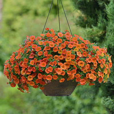 mini-hangpetunia (Calibrachoa-parviflora-Cabaret®-Orange)