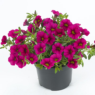 mini-hangpetunia (Calibrachoa-parviflora-Cabaret<sup>®</sup>-Rose)