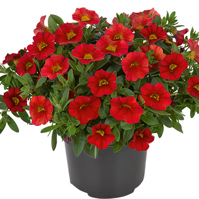 mini-hangpetunia (Calibrachoa-parviflora-Cabaret®-Scarlet)