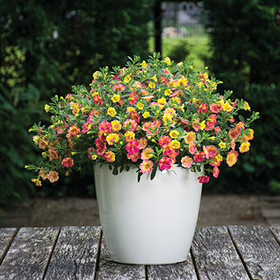 mini-hangpetunia (Calibrachoa-parviflora-Chameleon-Double-Pink-Yellow)