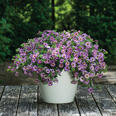 mini-hangpetunia (Calibrachoa-parviflora-Chameleon-Lavender-Sorbet)