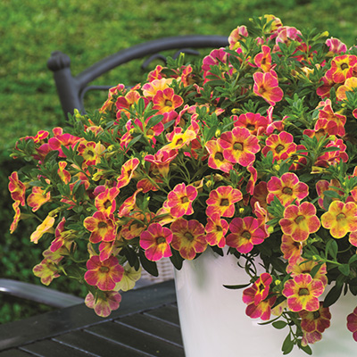 mini-hangpetunia (Calibrachoa-parviflora-Chameleon-Sunshine-Berry)