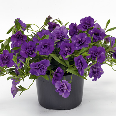 mini-hangpetunia dubbel (Calibrachoa-parviflora-Can-Can-Rosies-Blue)