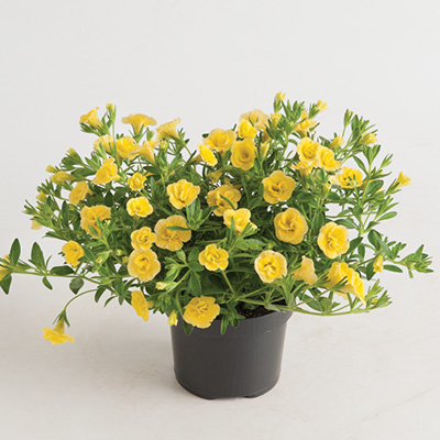 mini-hangpetunia dubbel (Calibrachoa-parviflora-Can-Can-Rosies-Dark-Yellow)