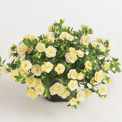 mini-hangpetunia dubbel (Calibrachoa-parviflora-Can-Can-Rosies-Light-Yellow)