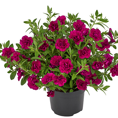 mini-hangpetunia dubbel (Calibrachoa-parviflora-Can-Can-Rosies-Magenta)