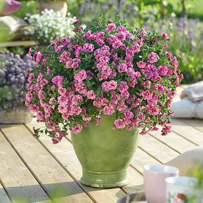 mini-hangpetunia dubbel (Calibrachoa-parviflora-Can-Can-Rosies-Pink-Vein)