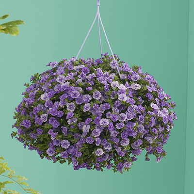 mini-hangpetunia dubbel (Calibrachoa-parviflora-Can-Can-Rosies-Sky-Blue)