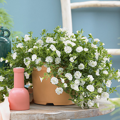 mini-hangpetunia dubbel (Calibrachoa-parviflora-Can-Can-Rosies-White)