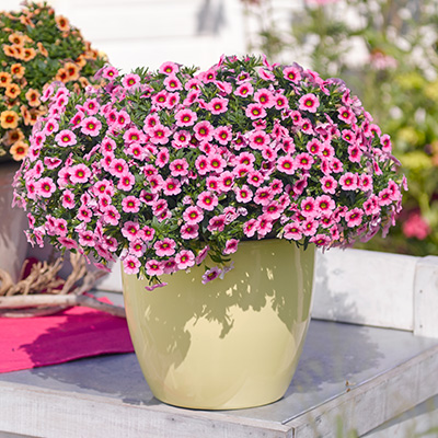 mini-petunia (Calibrachoa-parviflora-Conga-Flamingo-Kiss)