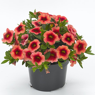 mini-petunia (Calibrachoa-parviflora-Conga-Orange-Kiss)