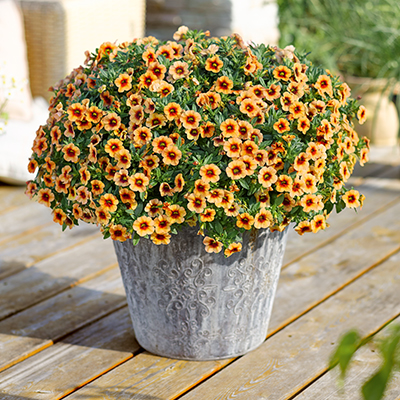 mini-petunia (Calibrachoa-parviflora-Conga-Peach-Kiss)