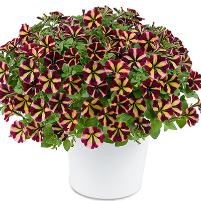 petunia (Petunia-grandiflora-Amore®-Fiesta)