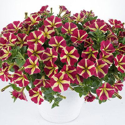 petunia (Petunia-grandiflora-Amore®-Queen-of-Hearts)