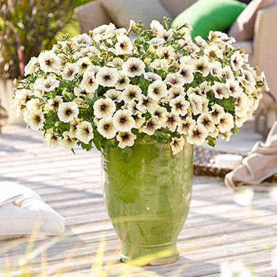 petunia (Petunia-grandiflora-Collection-Cappuccino)