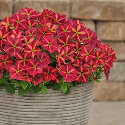 petunia (Petunia-grandiflora-Collection-Cha-Ching)