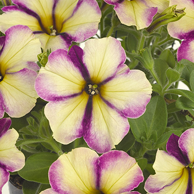 petunia (Petunia-grandiflora-Collection-Jelly-Roll)