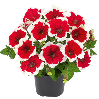 petunia (Petunia-grandiflora-Collection-Picotee-Red)