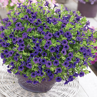 petunia (Petunia-milliflora-Vivini<sup>TM</sup>-Blue)