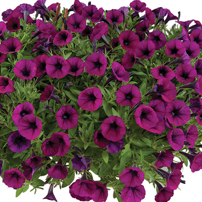 petunia (Petunia-milliflora-Vivini<sup>TM</sup>-Burgundy)