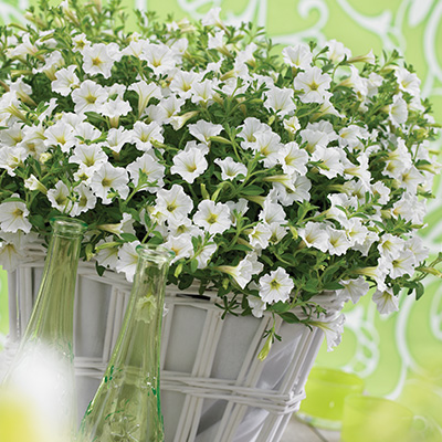 petunia (Petunia-milliflora-ViviniTM-White)