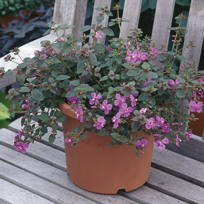 prinsesbloem (Centradenia-floribunda-Cascade®)