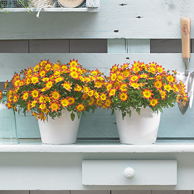 tandzaad (Bidens-ferulifolia-BeeDance®-Painted-Red)