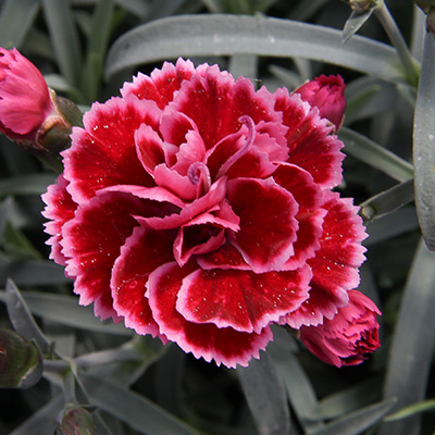 anjer-(Dianthus Diantica® Burgundy)