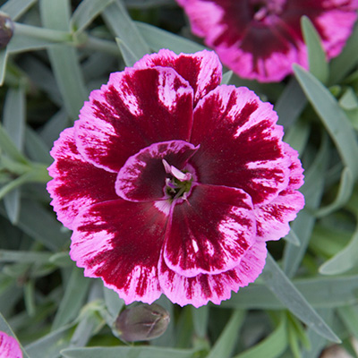 anjer (Dianthus Diantica® Dark Purple)