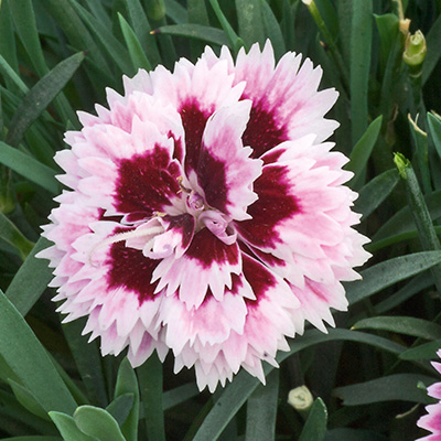 anjer (Dianthus Diantica® Lilac Eye)