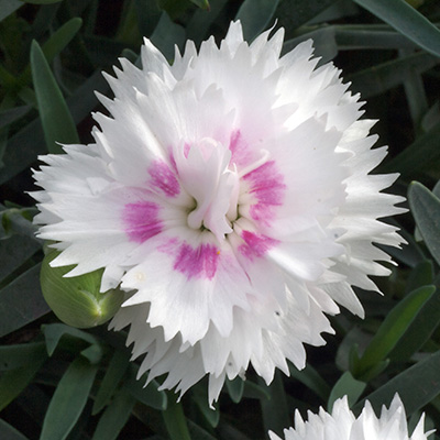 anjer (Dianthus Diantica<sup>®</sup> White Eye)