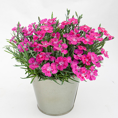 anjer (Dianthus Pillow Purple)