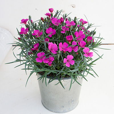 anjer (Dianthus Pillow Magenta)