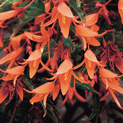 begonia (Begonia-boliviensis-Bonfire®)