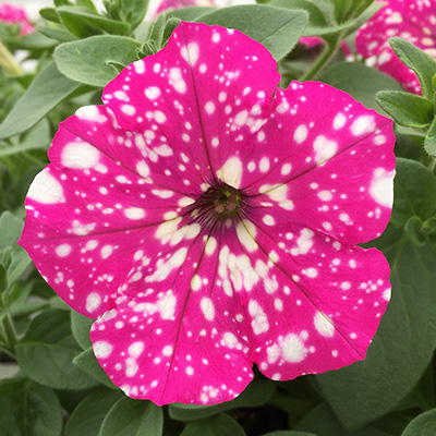 petunia (Petunia-Baby-Doll®)