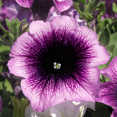 petunia (Petunia AlpeTunia Blueberry)