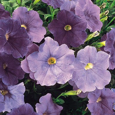 petunia (Petunia AlpeTunia Light Blue)