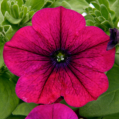 petunia (Petunia Bonnie Magenta)