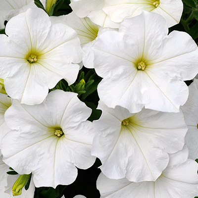 petunia (Petunia Bonnie White)