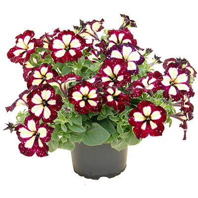 petunia (Petunia Lightning-Sky)