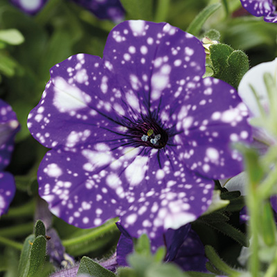 petunia (Petunia Night Sky®)