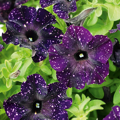 petunia (Petunia cultivars Mystery Sky)