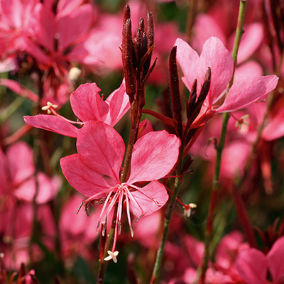 prachtkaars (Gaura Belleza® Dark-Pink)