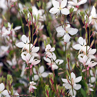 prachtkaars (Gaura Belleza® White)