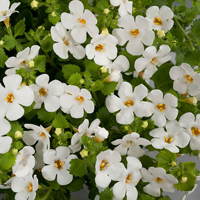 bacopa (Sutera-Bacopa-Scopia®-Gulliver-Dynamic-White)