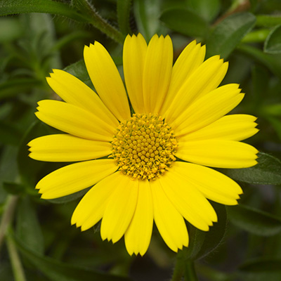 dukaatbloem (Asteriscus-maritimus-Aurelia®-Early-Gold)