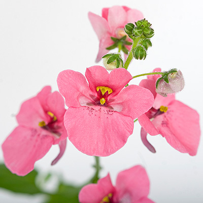 elfenspoor (Diascia-barberae-Flying-Colors®-Antique-Rose)