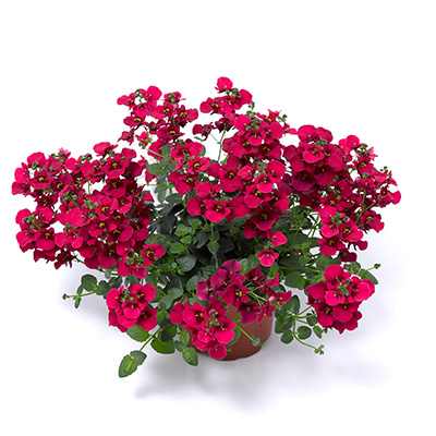 elfenspoor (Diascia-barberae-Flying-Colors®-Red)